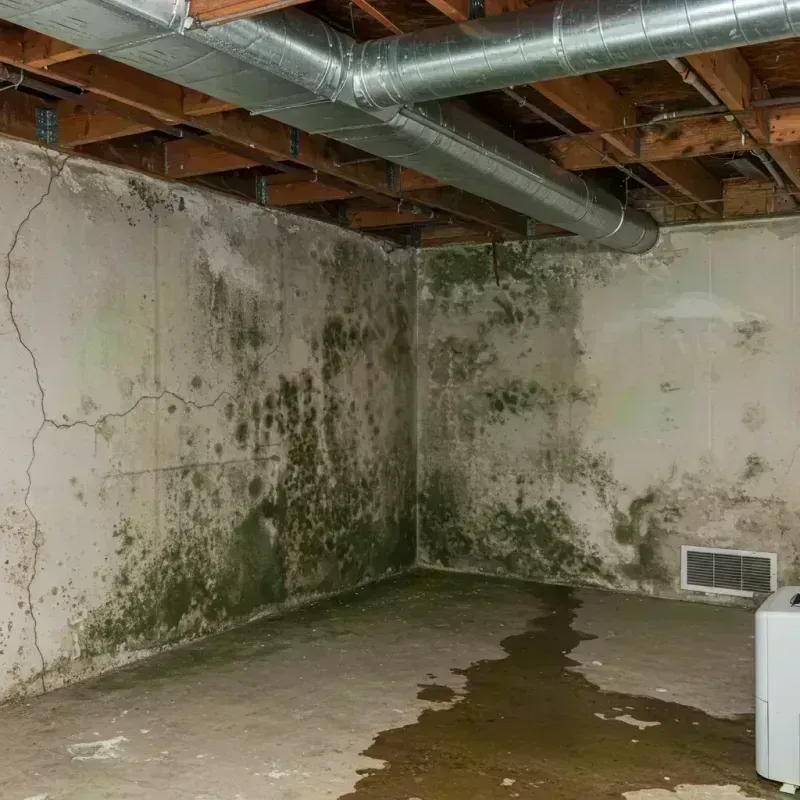 Professional Mold Removal in Divernon, IL